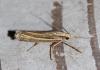 Ancylolomia tentaculella